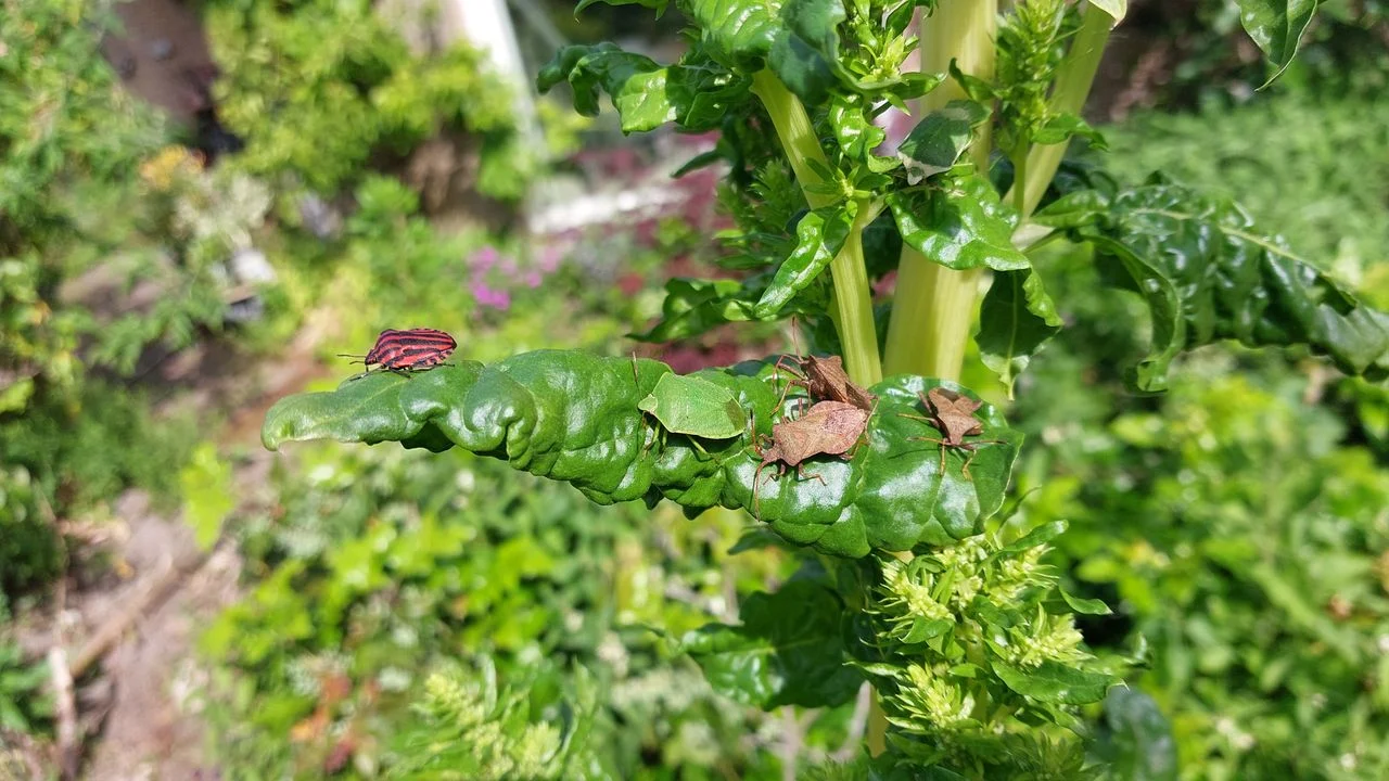 A pajama bug (photo: Bea Ramaekers).
