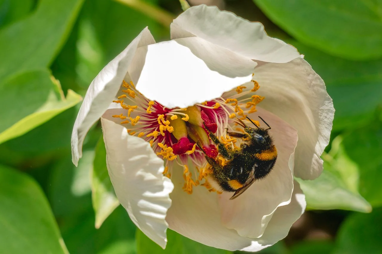 Bumblebee with pollen and a tongue for nectar (photo: Bert Goossens).