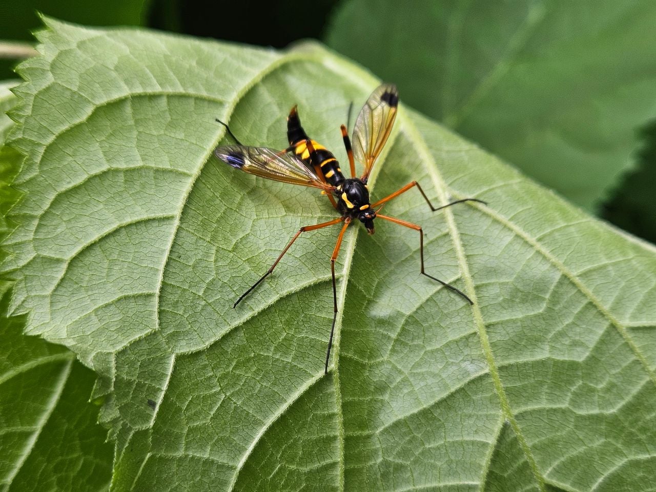 A masked crane fly (photo: Els van Maastrigt 2).