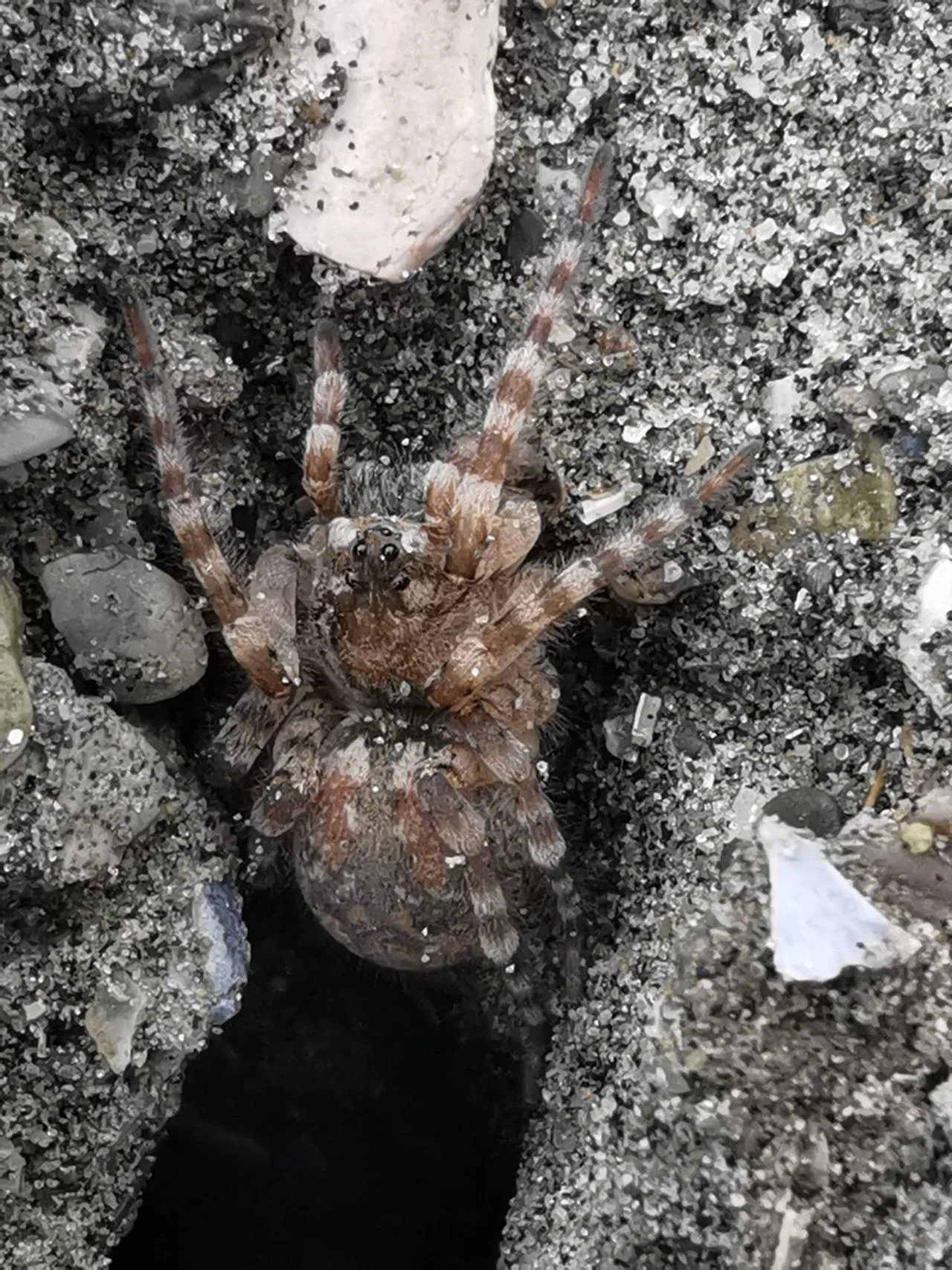 A gravel wolf spider (photo: Melissa van Esch).