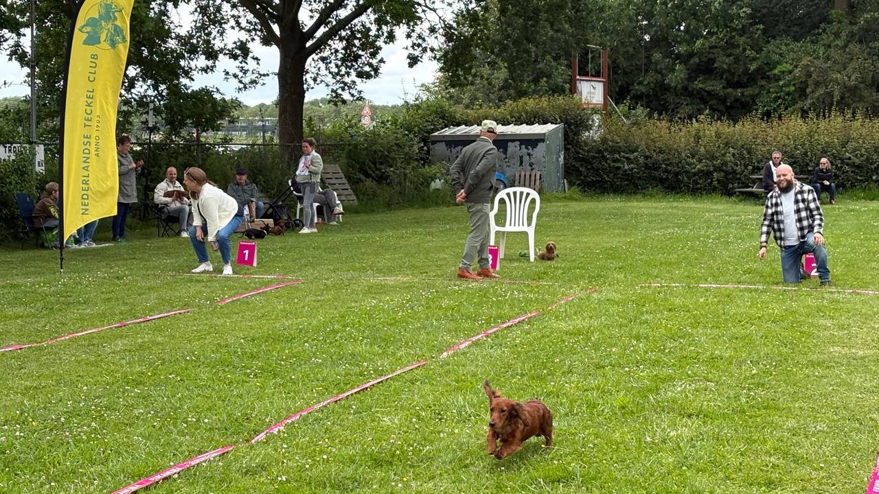 Dachshund racing in Zevenbergen (photo: Omroep Brabant).
