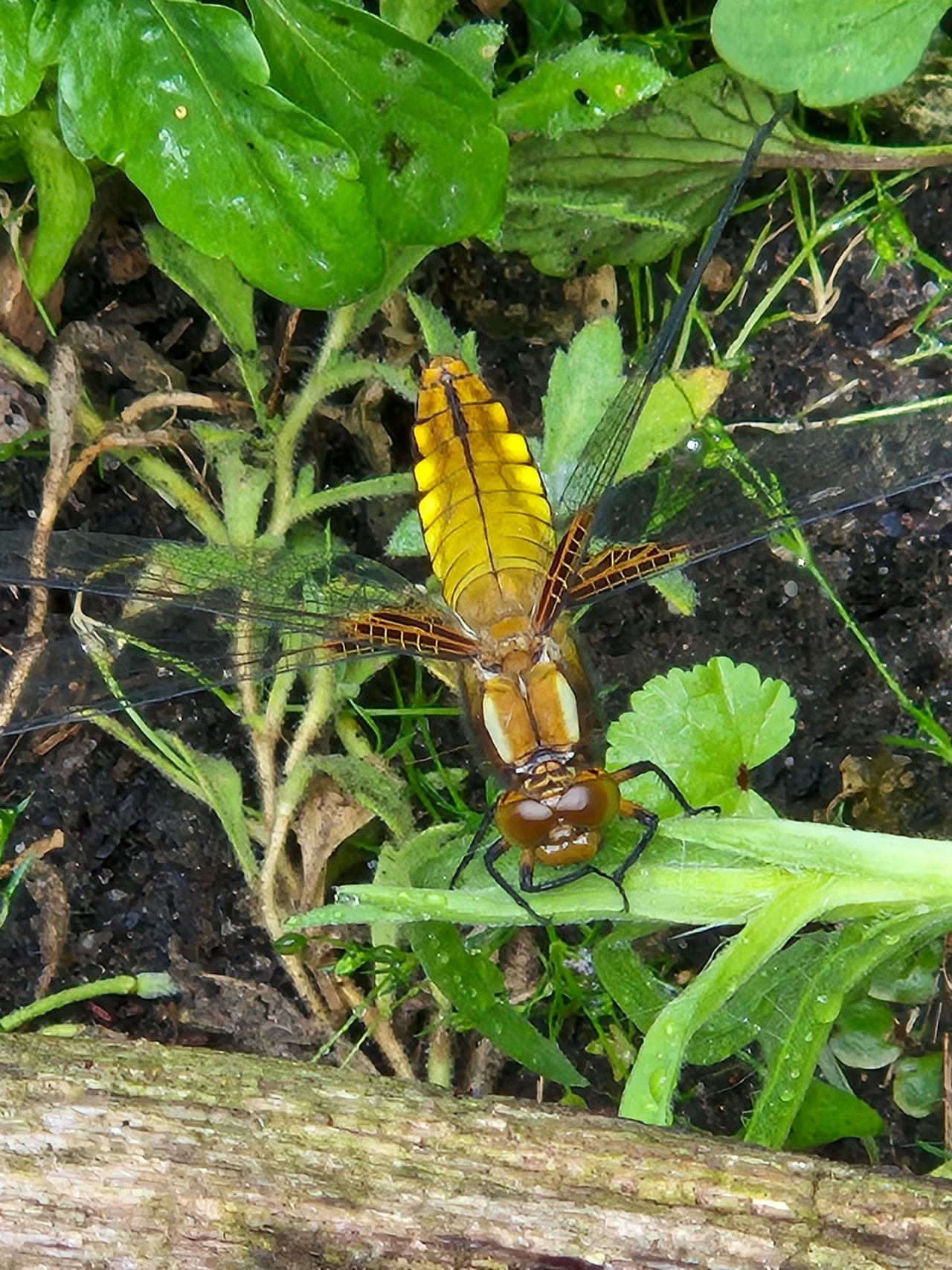 A female of the flat-bellied dragonfly (photo: Anja Seijkens).