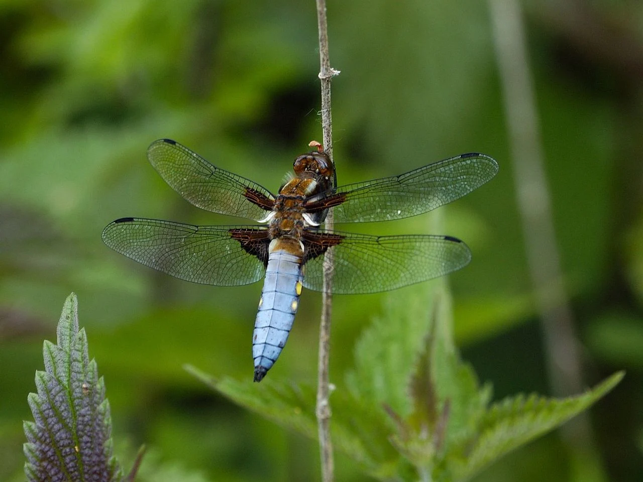 A flat-bellied male (photo: Saxifraga/Ab H. Baas).
