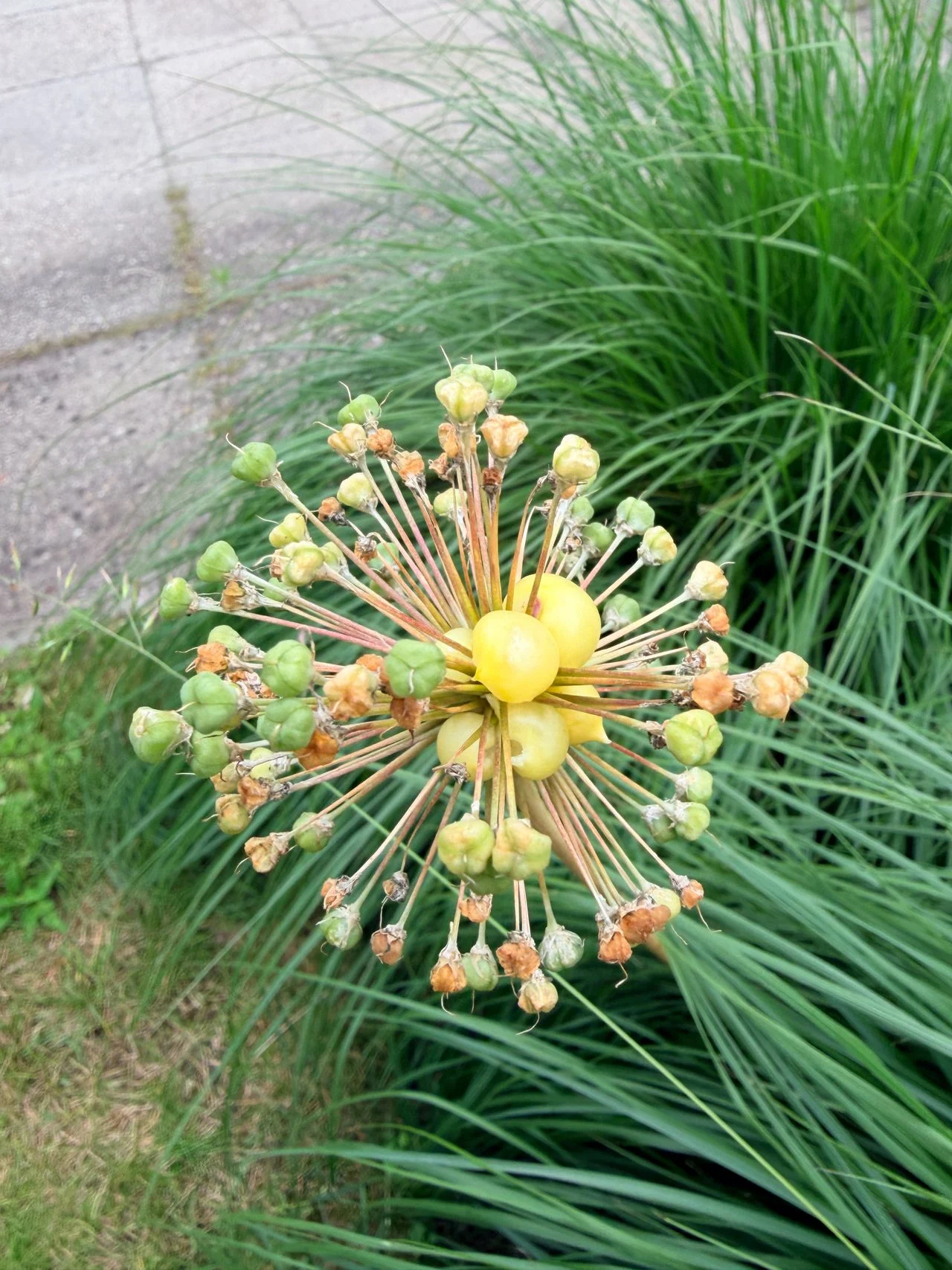 Brood balls, also called seed heads (photo: Moniek Huisman).