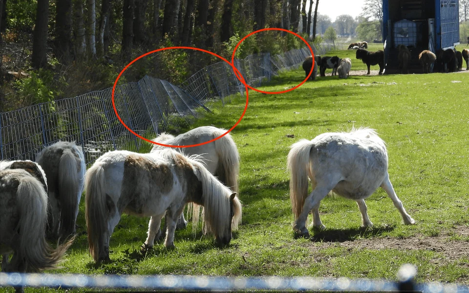 A cattle trader from Oudehorne was compensated 23,000 euros in two years for 28 animals that were bitten to death. Animal protection organization House of Animals suspects that this man sees wolf attacks as a revenue model and has filed a report against him.