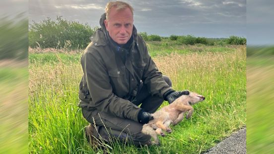 A fox that was killed by a car fuels discussion about traffic through the Onlanden