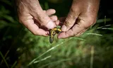 After decades of recovery, Dutch freshwater nature is declining again