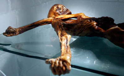 An Ötzi sandwich, anyone? Intestinal yeast from a 5,300-year-old ice mummy produces perfect sourdough