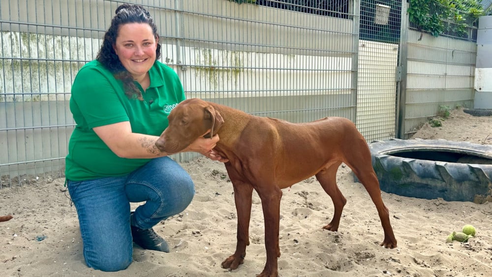 Animal shelter ready for heat: ‘Dog ice cream, cooling mats and early walks’