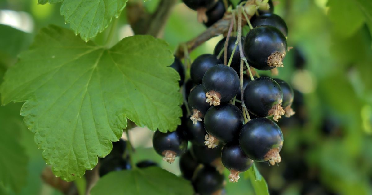 Blackcurrants: How Just 75g Can Impact Post-Meal Blood Sugar Levels
