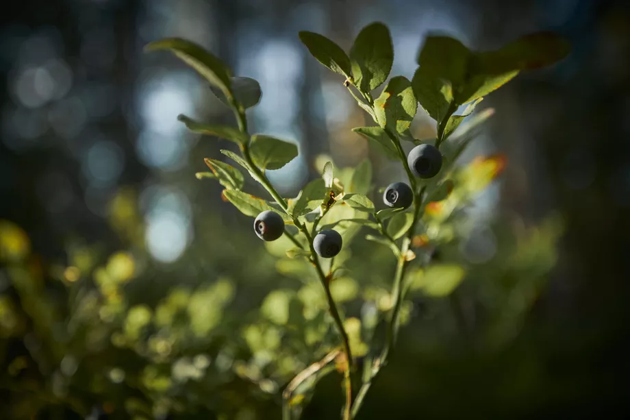Blueberry Forecast: Get Ready for a Bountiful Harvest This Season!