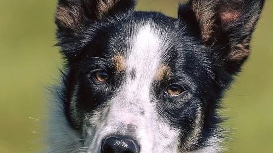 Border collie Sally from Assen dies during the National Championships