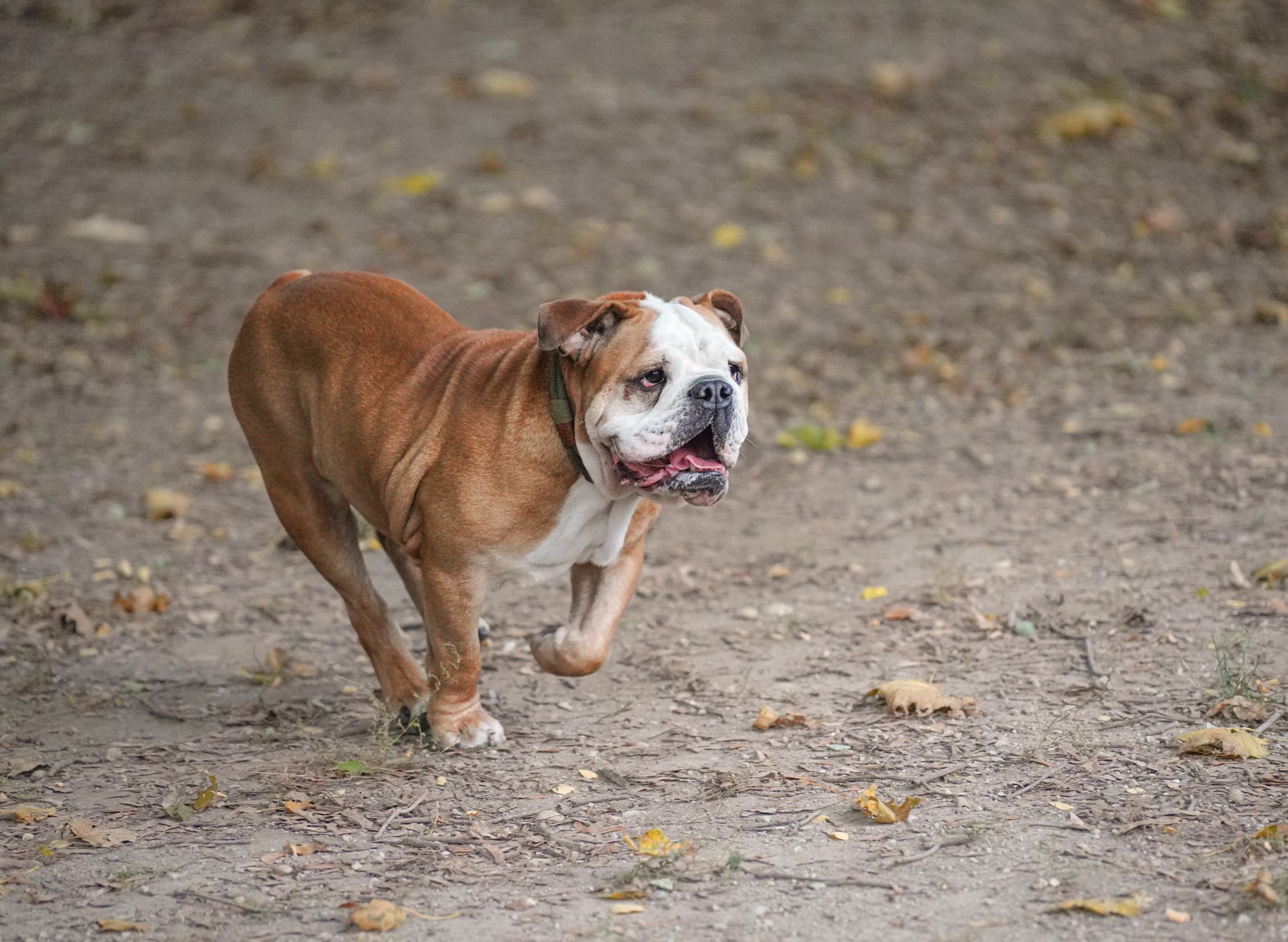 Canine Dementia: Shorter Steps May Signal Early Warning Signs