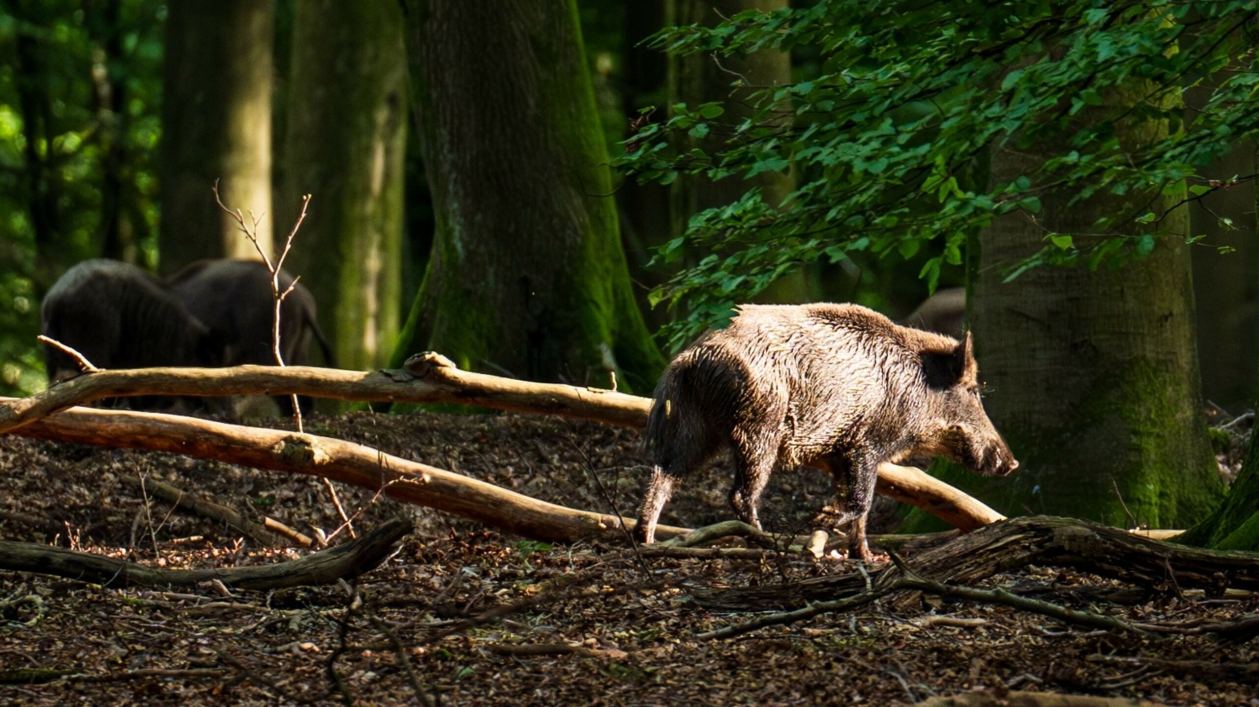 Cessation of search for missing man (73) due to wolf caused commotion: ‘But wild boars also fiercely defend their territory’