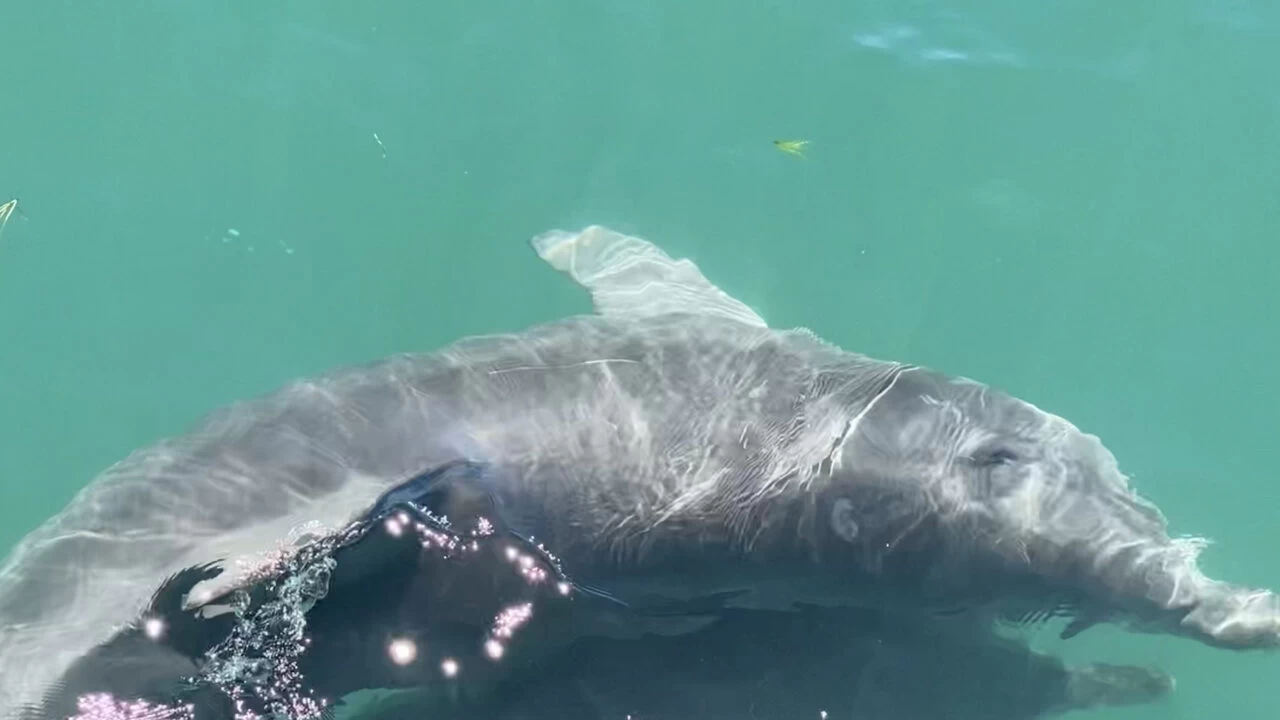 Cetaceans in the Mediterranean: 40 years of research by Tethys