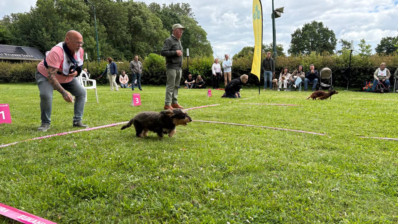 Dachshund racing in Zevenbergen (photo: Omroep Brabant).