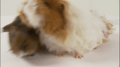 Controversial guinea pig breeder made mistakes much more often: ‘Severely malnourished animals with sagging backs’