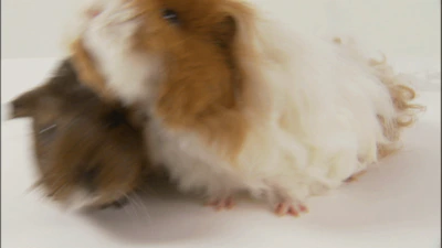 Controversial guinea pig breeder made mistakes much more often: ‘Severely malnourished animals with sagging backs’