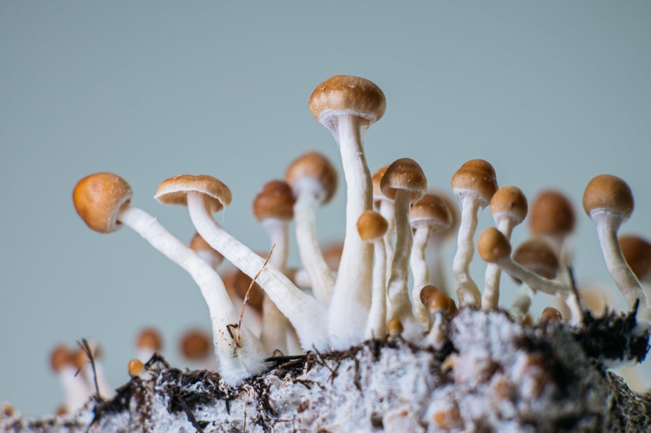 Could Magic Mushrooms Hold the Key to Alzheimer’s Symptom Relief?