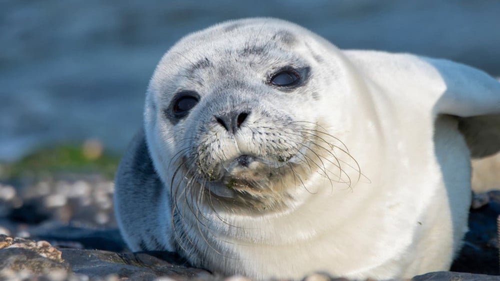 Curious bystanders cause young seal to lose mother