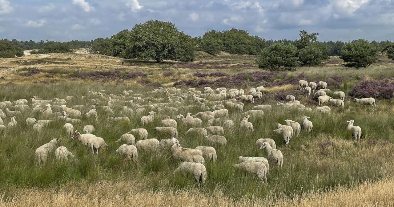 Sheep on the Loonse and Drunense Dunes (photo: Nancy Carels).