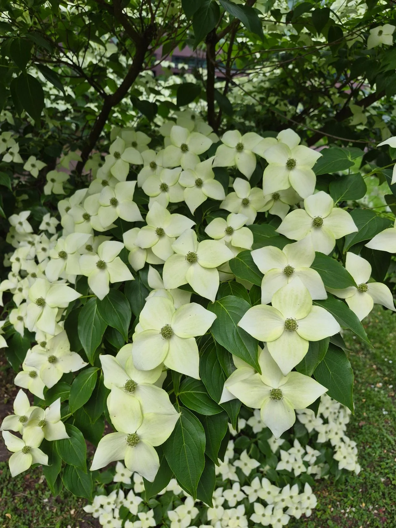 Japanese dogwood (photo: Jos van de Heijden).
