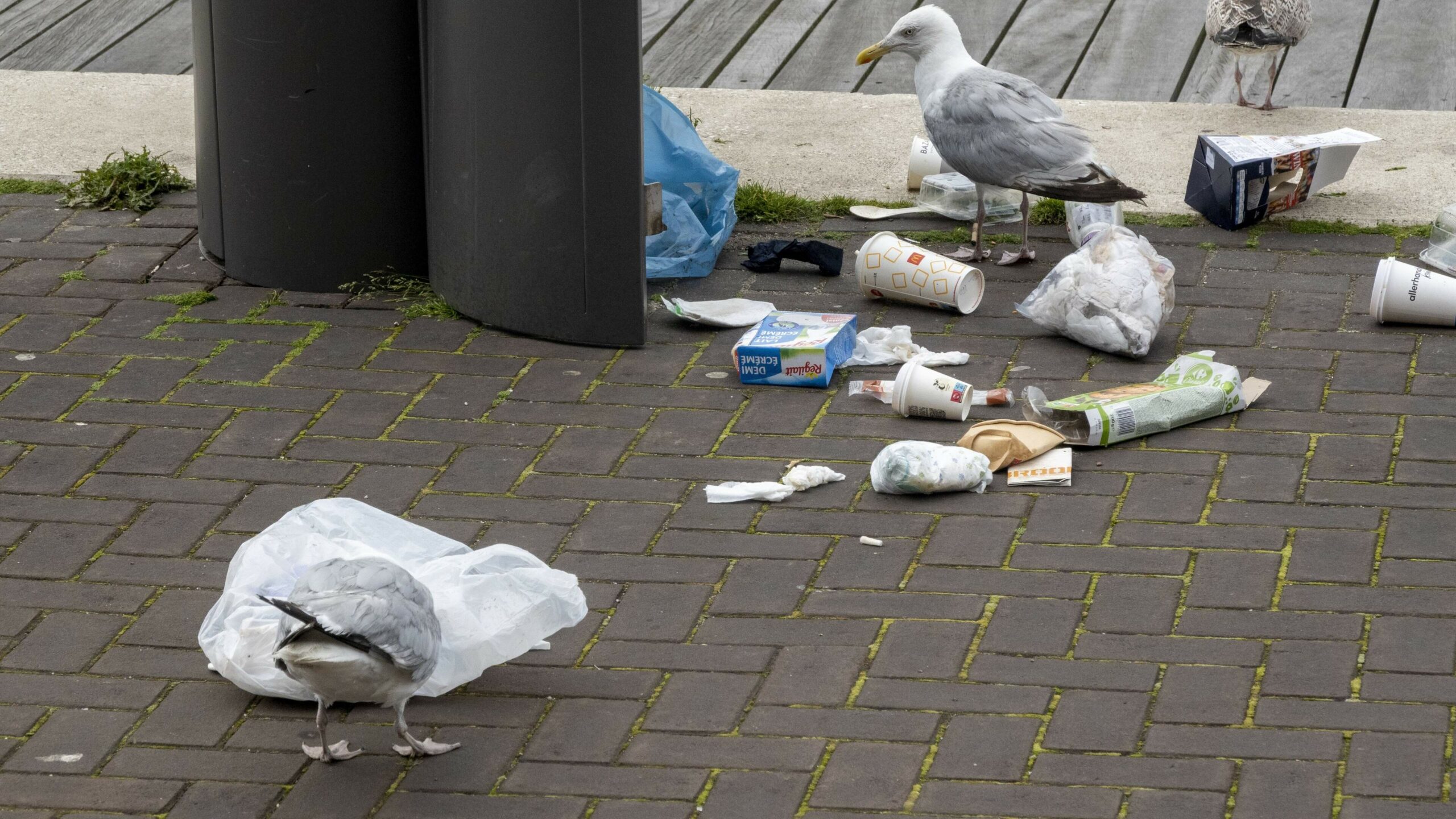 Dutch food waste has fallen even further