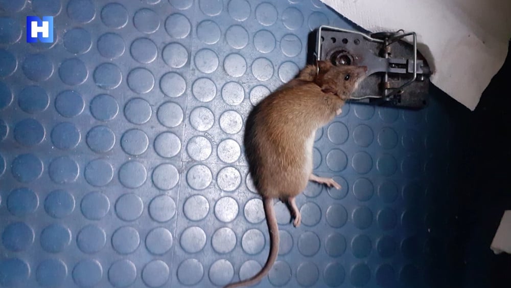Eight rat nests under the living room floor: pests plague the neighborhood in Haarlem