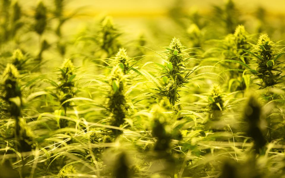 Ex stayed on the couch and kept his cannabis and fake weapons in the cupboard under the stairs. ‘She didn’t know anything about it’