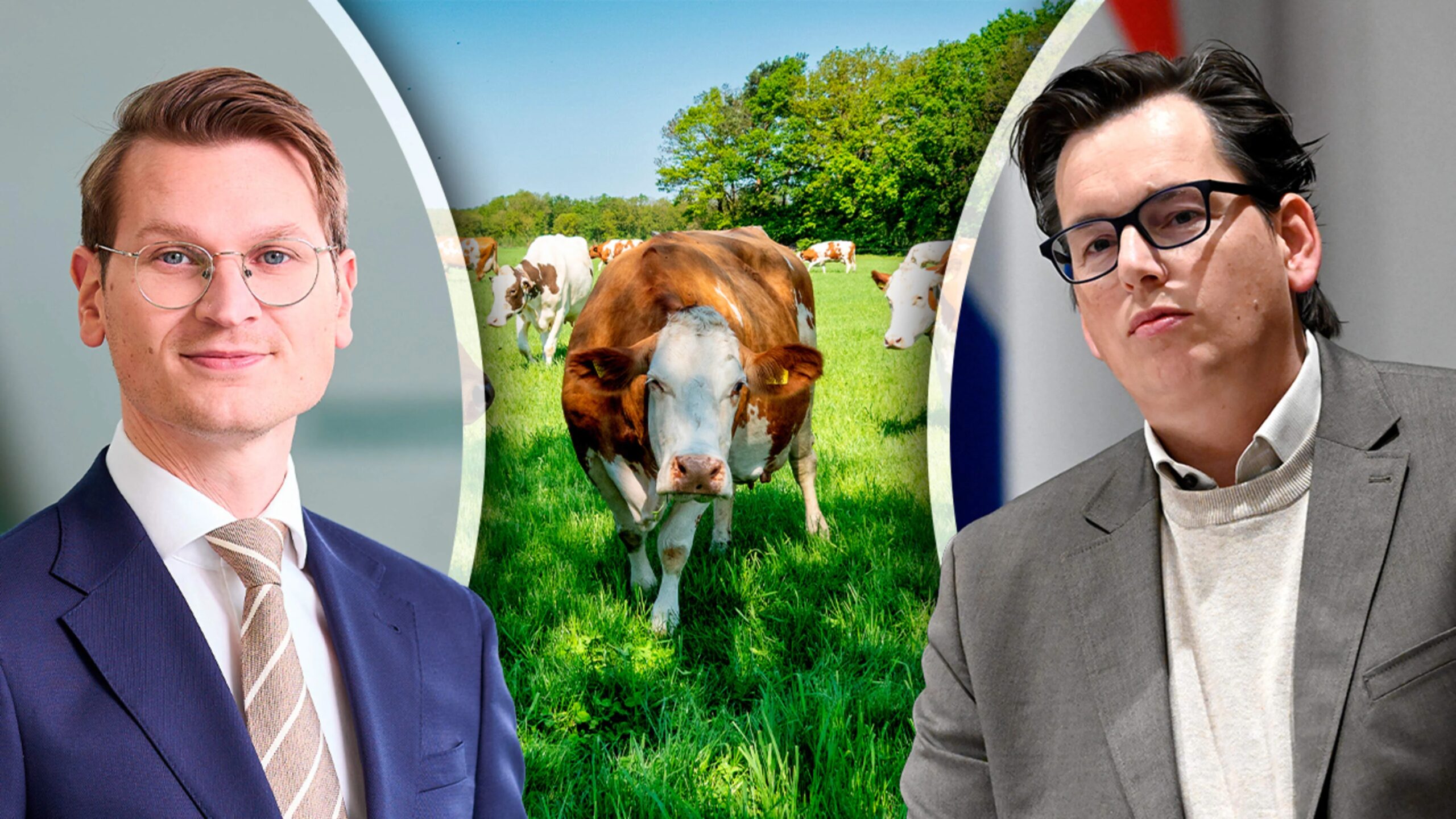 Farmers furious about ‘strict cow standard’, CU comes up with an alternative