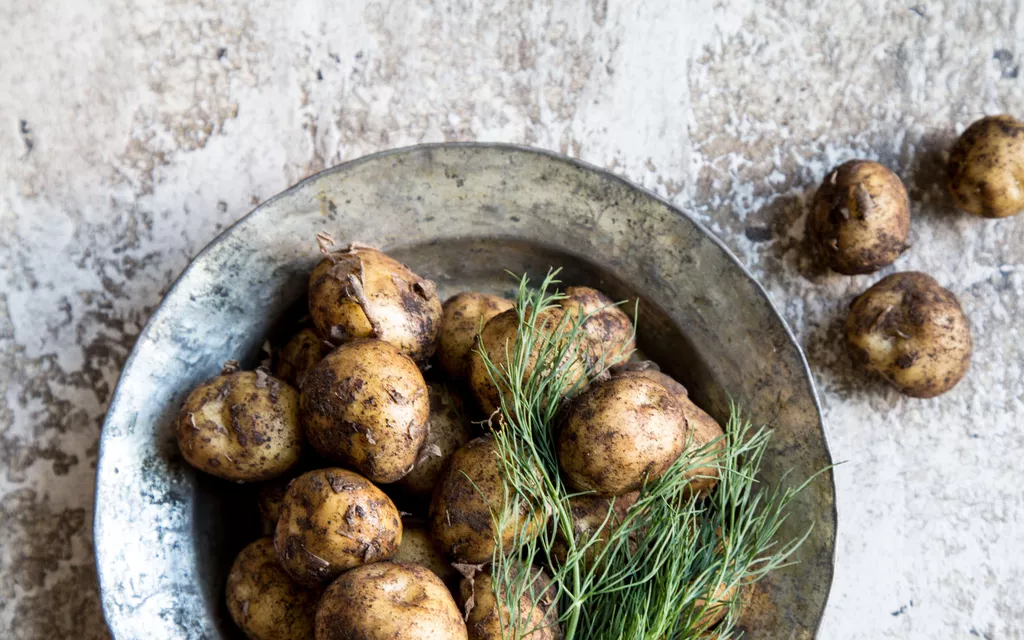Finns’ favorite variety changed – This potato is now number one