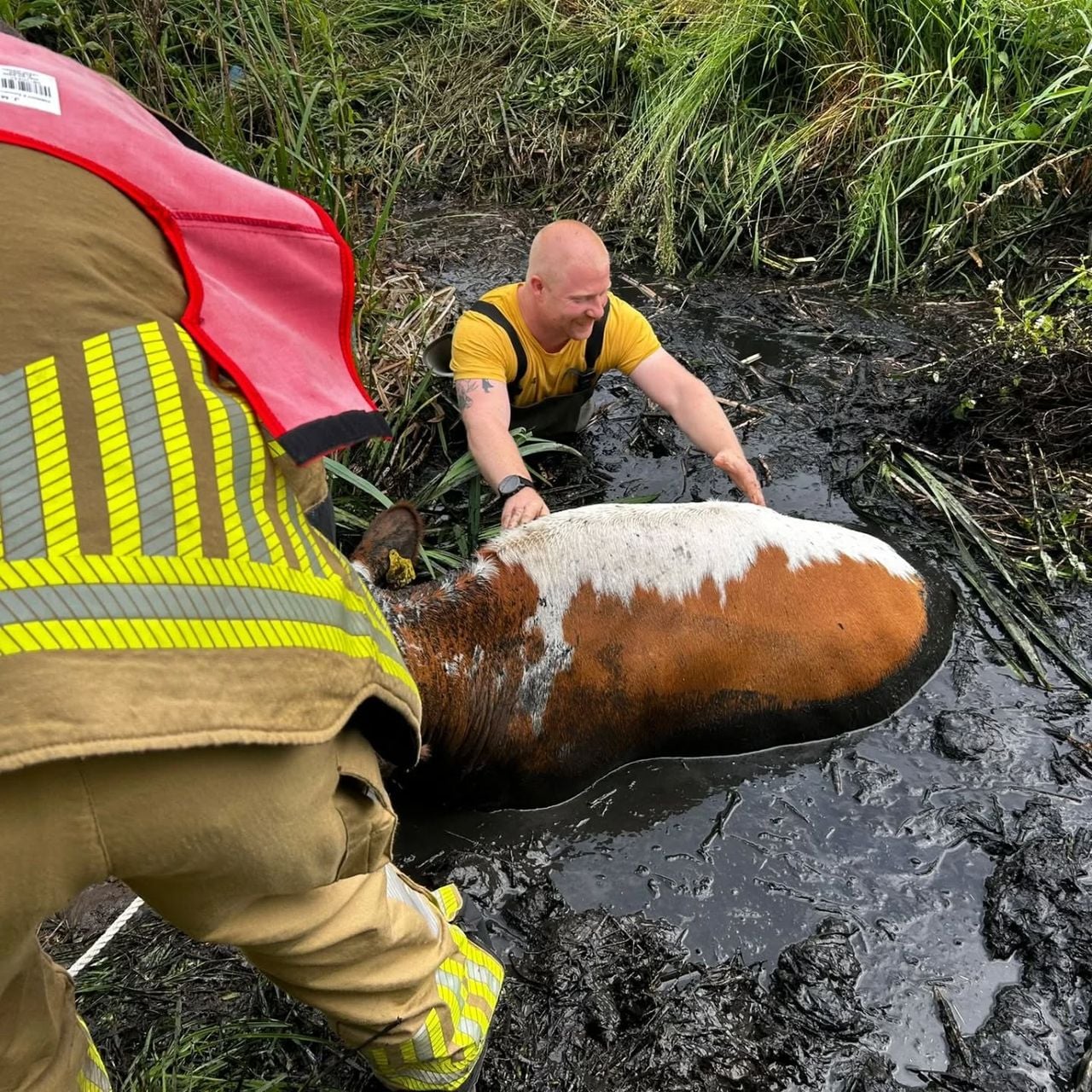 The fire brigade rescues a cow from a ditch in Breda (photo: Facebook Fire Department Terheijden)