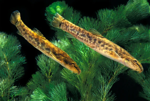 The little loach lives in drying ditches.