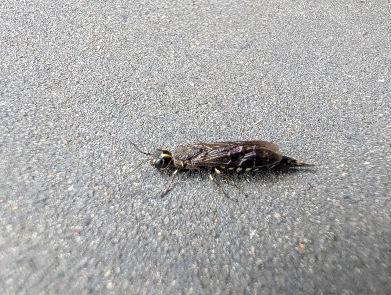 An oak camel-necked wood wasp (photo: Luuk Meulendijks).