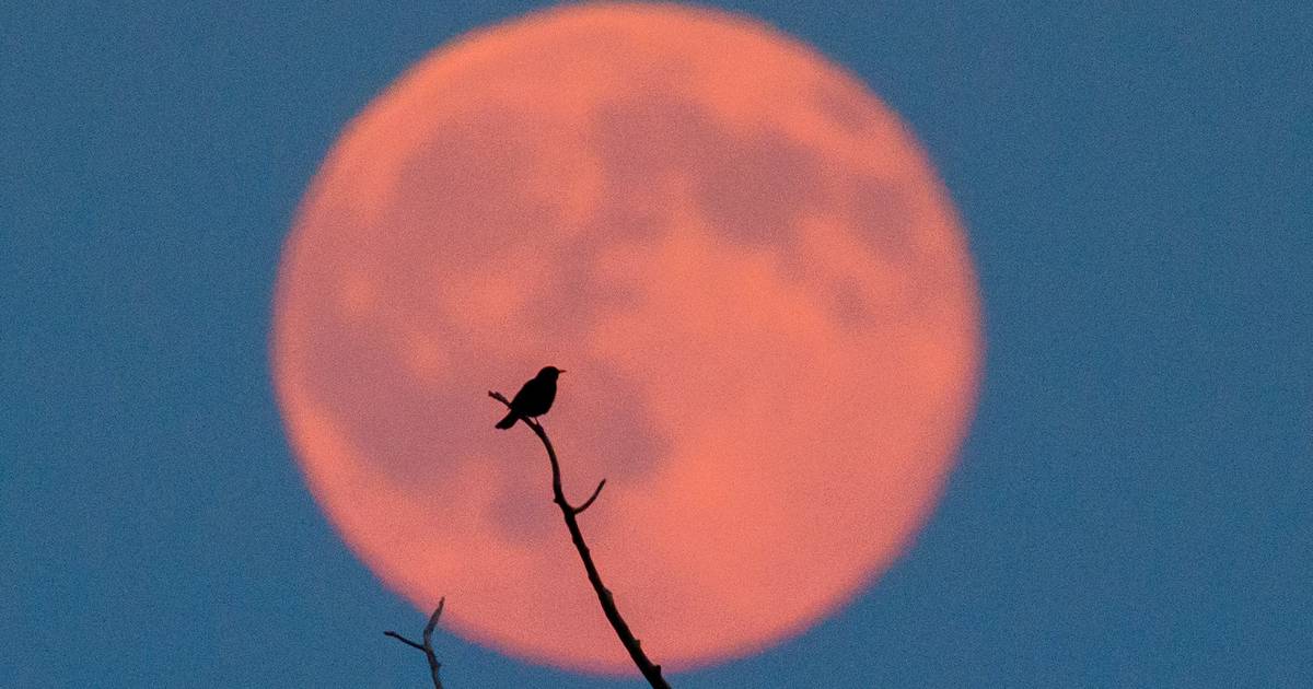 Full Moon: Discover the Meaning of June 2026’s Strawberry Moon