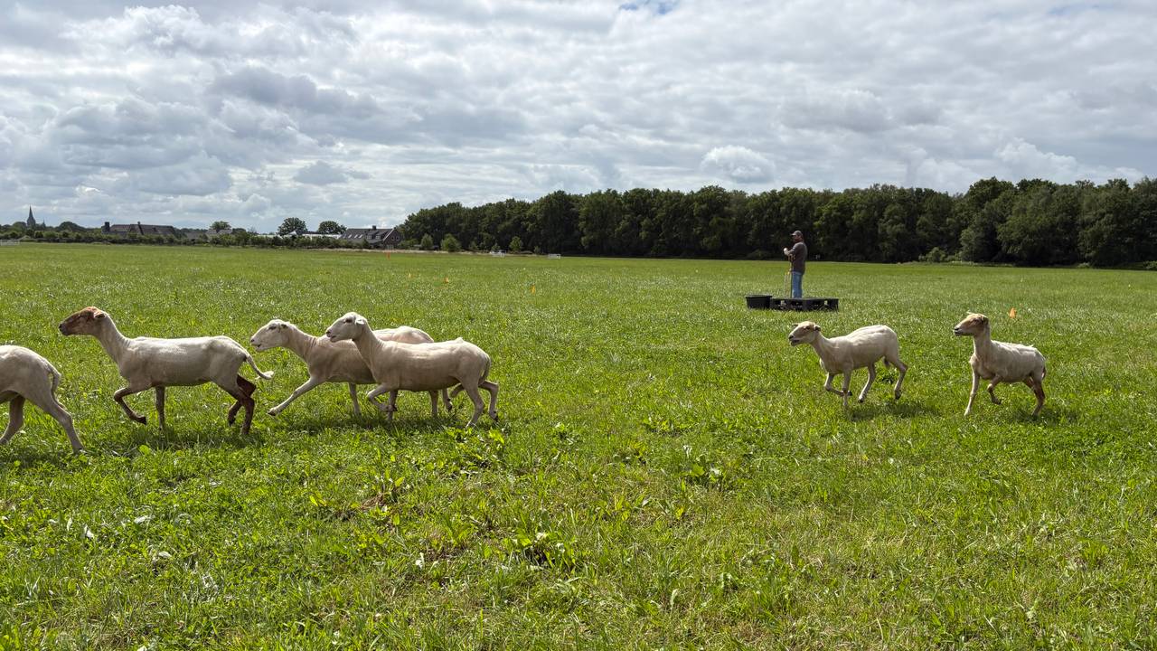 Getting twenty sheep together in a straight line: ‘Magical feeling’