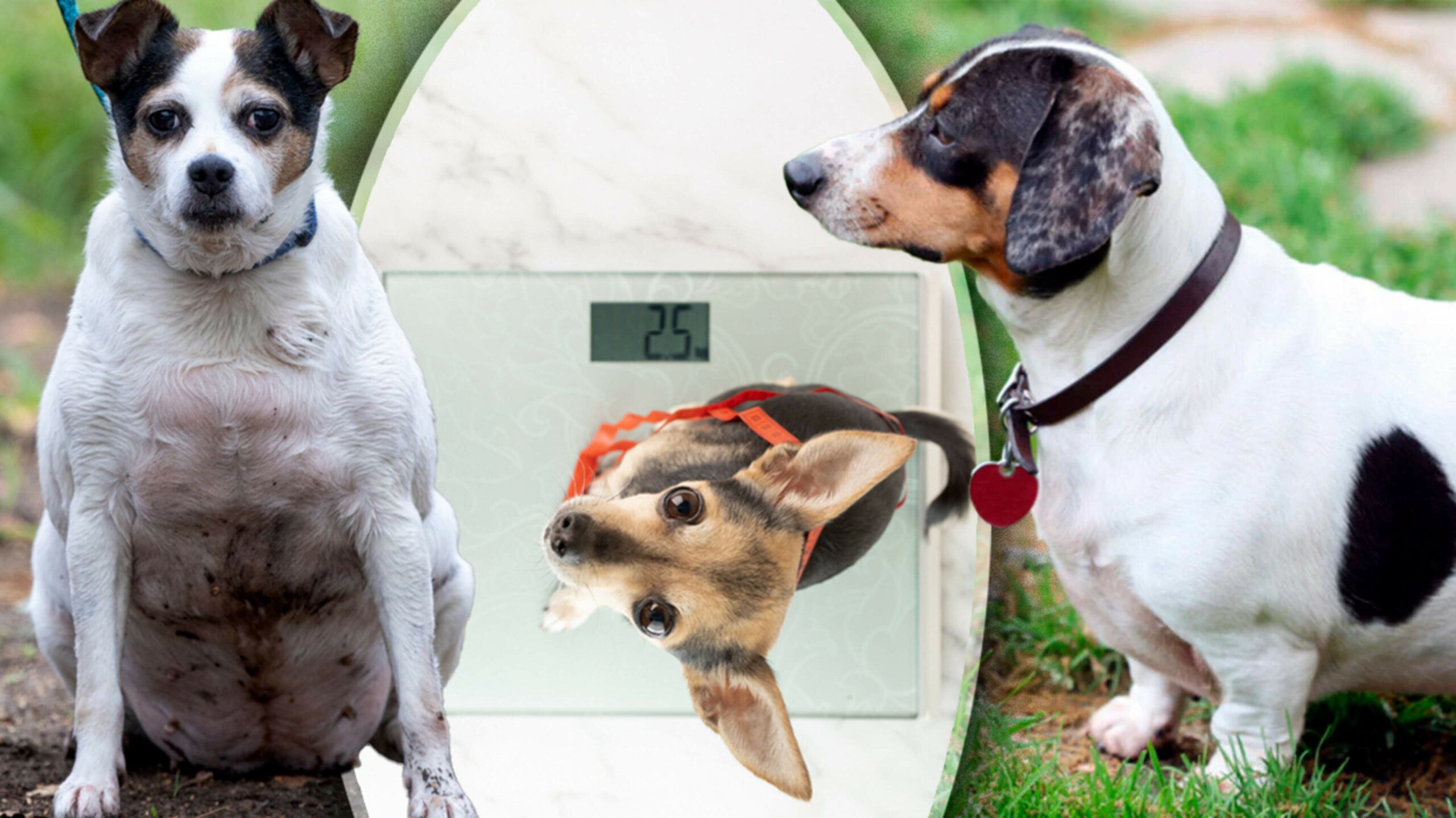 Half of dogs and cats are too fat: ‘Owners think they are spoiling animals, but this has major consequences’