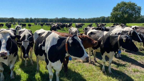 Help animals through the hot days: ‘One animal is more sensitive to heat than the other’