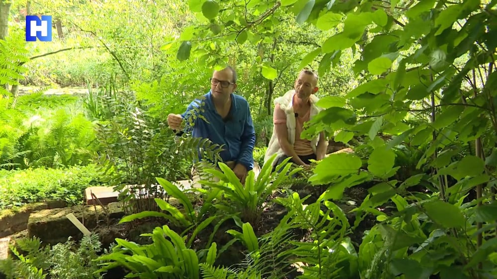 Hortus Alkmaar has one of the largest fern collections in the Netherlands