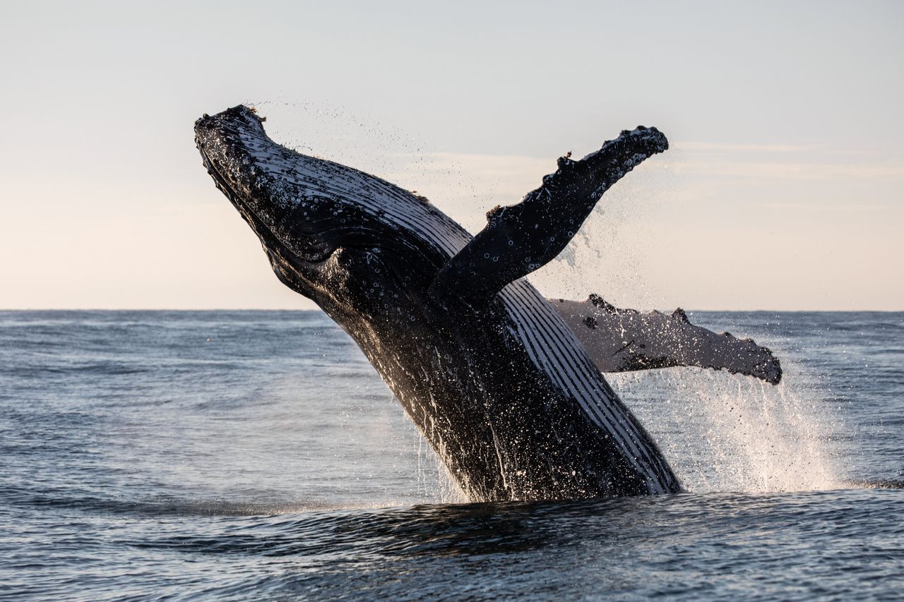 Humpback whales make enormous ocean crossings, from one population to another