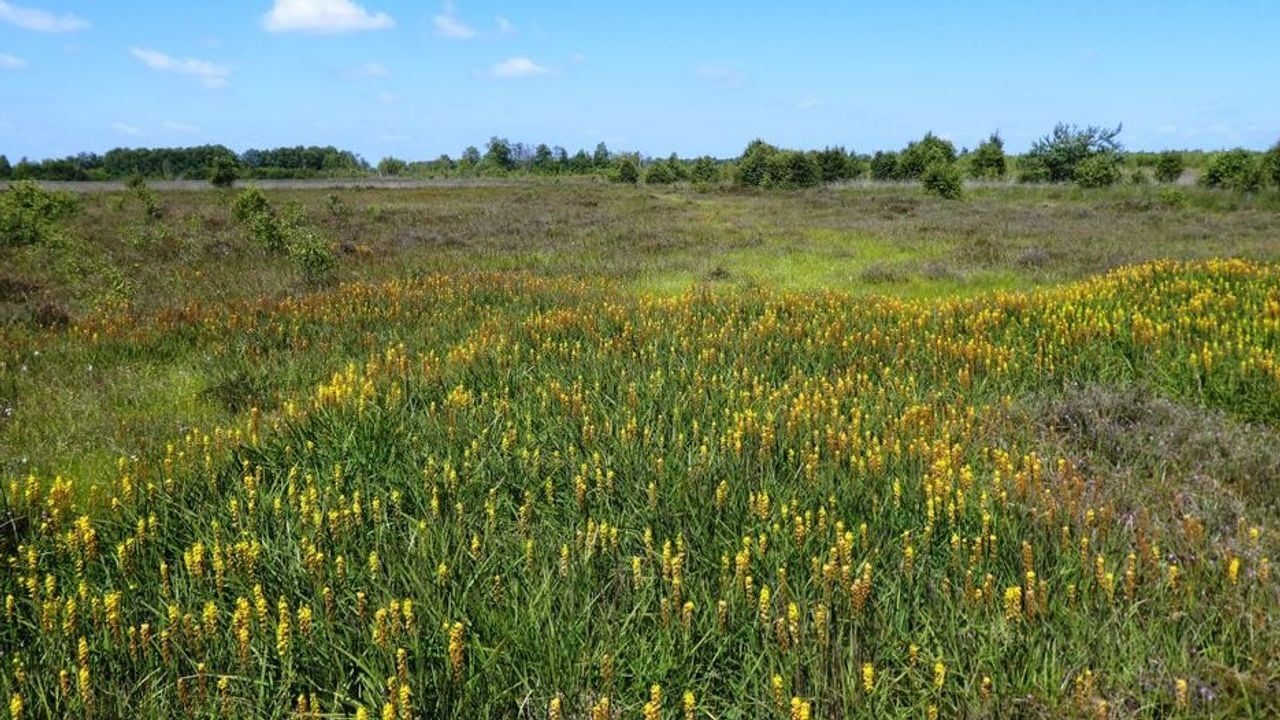 The ideal raised bog landscape, the Bargerveen in Drenthe (Photo: meetingnature.nl)