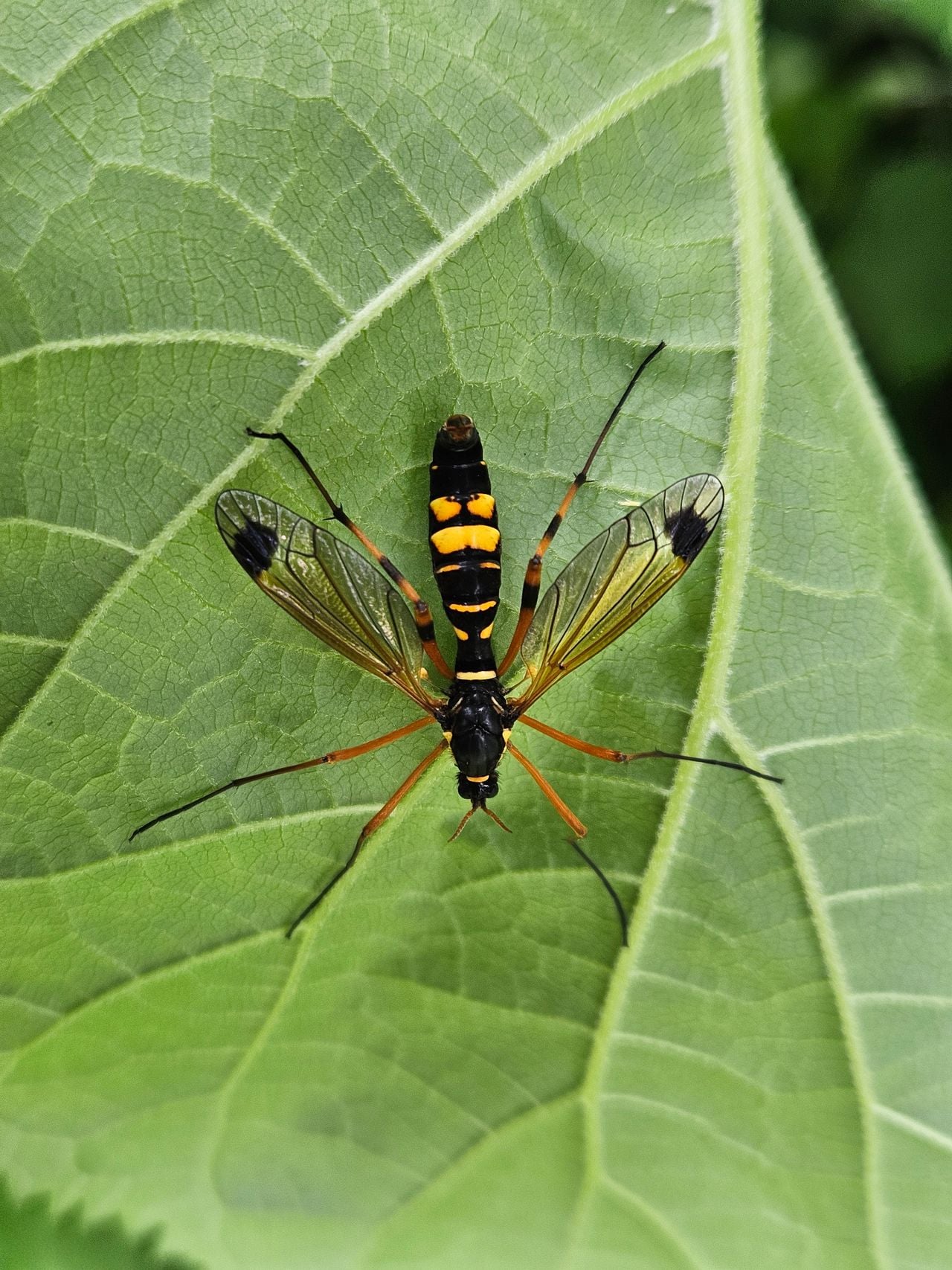 A masked crane fly (photo: Els van Maastrigt).