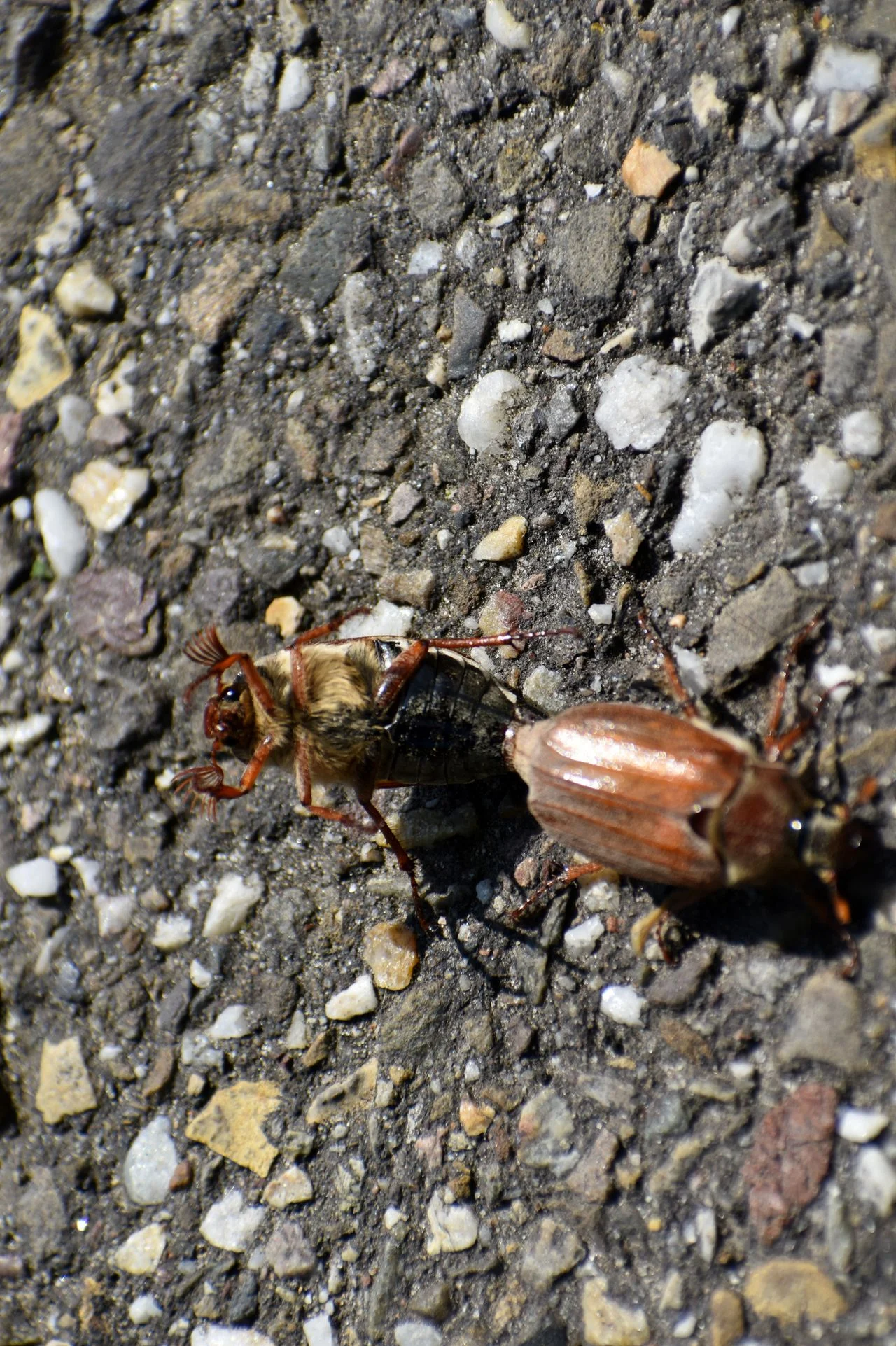 Mating cockchafers (photo: Nel Jansen).