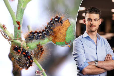 Itching, red bumps and watery eyes after a walk on the beach? You may have come into contact with the stinging hairs of the hybrid satin caterpillar