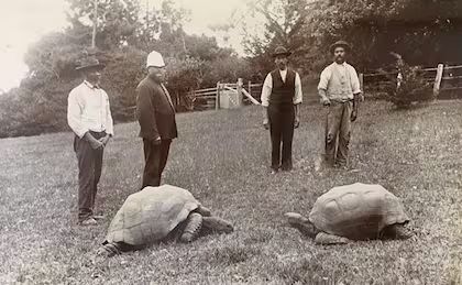 Jonathan the turtle, the oldest land animal, turned 194 years old