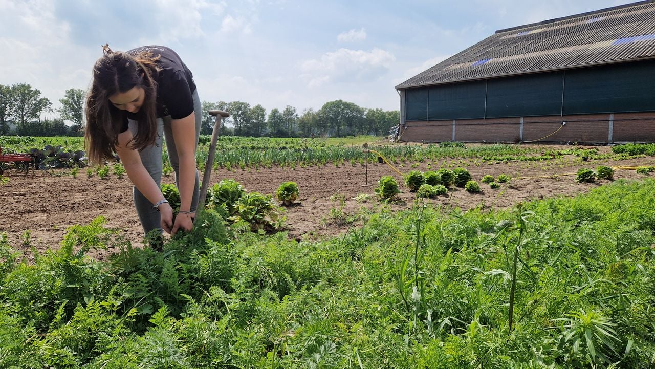 Julia is busy with her own business in Ledeacker (photo: Tom Berkers).