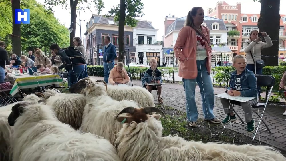 Just like in the old days: painting sheep in Laren with ‘the Dolly Dots’