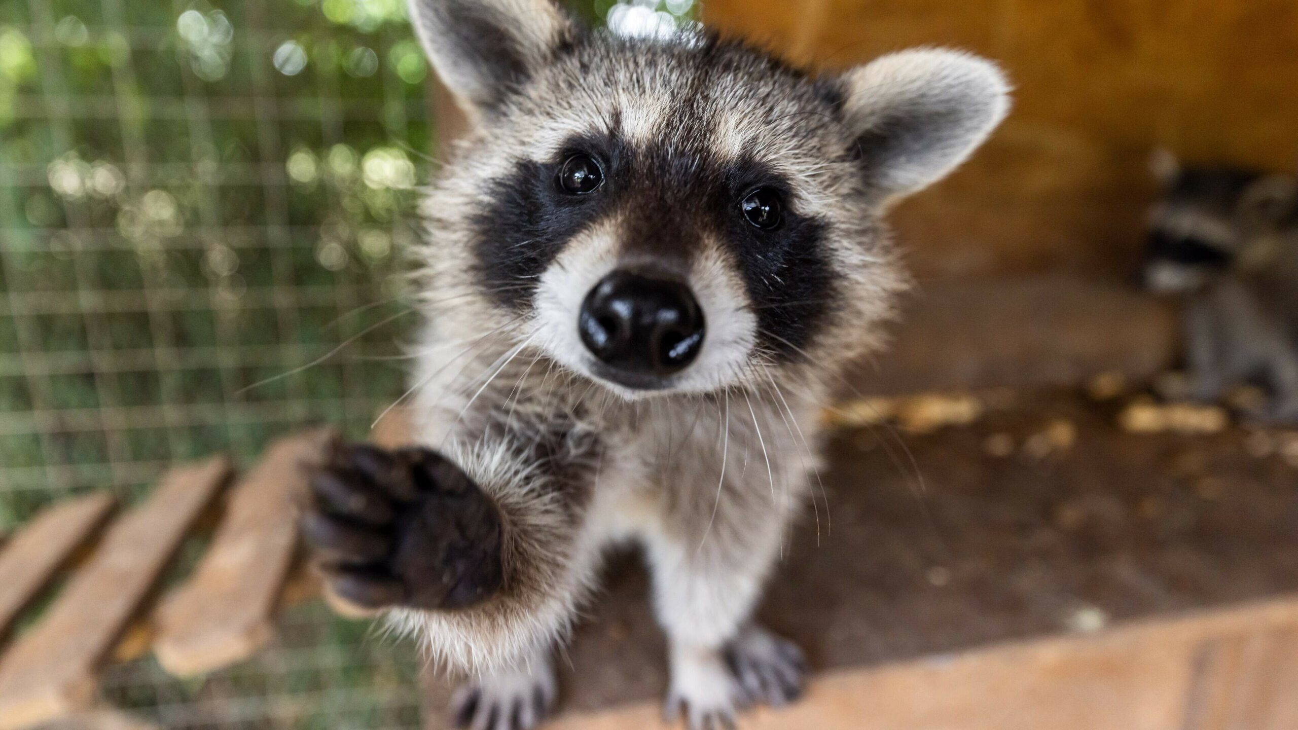 Limburg sounds the alarm: raccoons threaten to develop into a ‘serious pest’