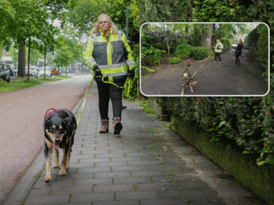 Lost your cat? Annet and her dogs will do everything they can to find your pet