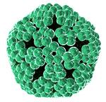 New Evidence Links HPV to Heart Disease: What Parents Need to Know